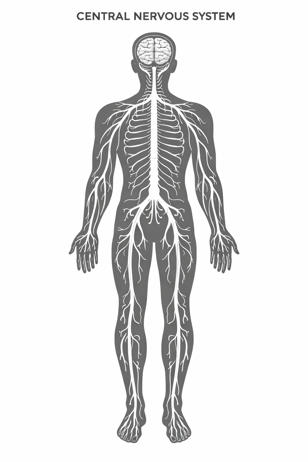 Central Nervous System